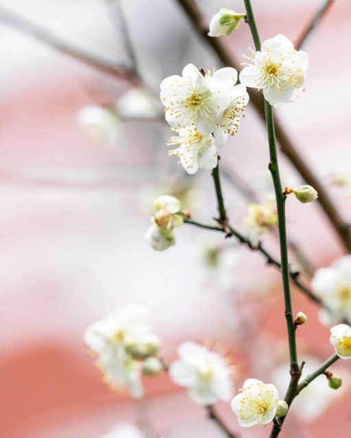 Verlosung!
Zu verlosen gibt es 3x1 Tickets für die CMT – die Urlaubsmesse für alle Reiseliebhaber findet vom 13.01. bis 21.01.2024 in Stuttgart statt. Ihr findet uns in der Halle 4, am Stand 4C61.  Kannst du uns sagen, welche die Nationalblume von Taiwan ist?  Um teilzunehmen, musst du uns nur deine Antwort in die Kommentare schreiben, uns folgen und ein Like dalassen! Teilnahmeschluss ist der 18.01.2024  #taiwan #erlebetaiwan