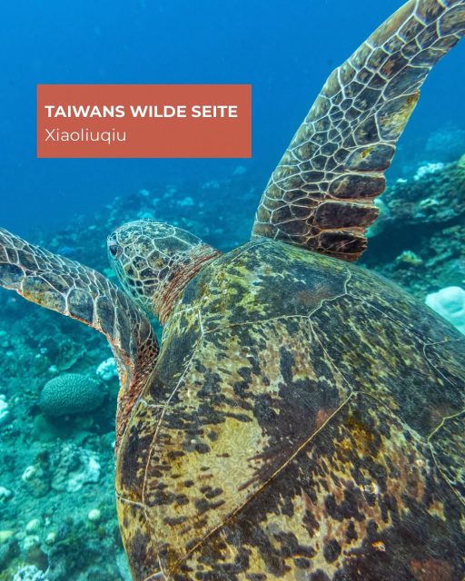 Taiwan zeigt seine wilde Seite – leise, vielfältig und voller Kontraste. 🌿  Von den Küsten Xiaoliuqius bis in die Höhen des Yushan entfaltet sich eine Natur, die überrascht und
berührt.  Eine Insel, die mehr ist als ein Reiseziel – sondern ein Erlebnis für alle Sinne.  📷 Shutterstock  #TaiwanUrlaub #ErlebeTaiwan #Taiwan #Naturerleben