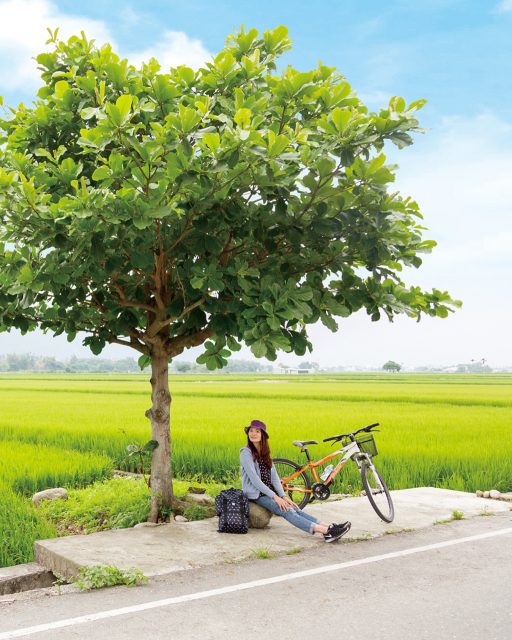 Die perfekte Mischung aus Zugreise und Naturerlebnis 🚲🌾  Im East Rift Valley im Osten Taiwans reisen viele Einheimische und Taiwan-Kenner ganz entspannt mit dem Zug von Ort zu Ort – fast wie mit einer „Local-Bahn“ durch einige der schönsten Landschaften des Landes. Dazwischen warten ruhige Fahrradwege, kleine Dörfer, endlose Reisfelder und spektakuläre Ausblicke auf Taiwans Bergwelt.  Besonders beliebt: die Strecke zwischen Hualien und Taitung. Durch die flache Tallandschaft eignet sich die Region perfekt zum Radfahren – auch ohne sportliche Höchstleistung. Unterwegs entdeckt man lokale Cafés, traditionelle Farmen und immer wieder traumhafte Fotospots.✨  💡 Gut zu wissen:
• Die Region zählt zu den schönsten Fahrradgebieten Taiwans
• Viele Bahnhöfe bieten einfachen Zugang zu Bikeways
• Ideal für Slow Travel & individuelle Tagesausflüge
• Besonders schön im Frühling und Frühsommer, wenn die Reisfelder leuchten  📖 Mehr dazu findet ihr in der neuen Travel in Taiwan-Ausgabe – den Link dazu findet ihr in unserer Bio. 🇹🇼  #TaiwanUrlaub #ErlebeTaiwan #EastRiftValley #Hualien #Taitung #Bikeways #SlowTravel #CycleTaiwan