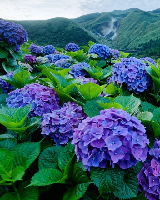 🌸 Wusstest du, dass sich nur wenige Kilometer von Taipei entfernt jedes Jahr eine ganze Berglandschaft in ein Meer aus Hortensien verwandelt?  Von Mai bis Juni stehen die Hortensienfelder von Zhuzihu im Yangmingshan National Park in voller Blüte. Die Region war ursprünglich für ihren Kallaanbau bekannt und zählt heute zu den beliebtesten Ausflugszielen während der Hortensiensaison.  Zwischen farbenfrohen Blüten, grünen Berghängen und frischer Bergluft zeigt sich hier eine besonders ruhige und naturnahe Seite Taiwans – nur eine kurze Fahrt von der pulsierenden Hauptstadt entfernt.  ✨ Ein Ort, der jedes Jahr nur für wenige Wochen in diesen Farben erblüht.  📷 Shutterstock  #TaiwanUrlaub #Taiwan #Zhuzihu #Yangmingshan #HydrangeaSeason #VisitTaiwan #DiscoverTaiwan #TravelTaiwan#FlowerSeason #ExploreTaiwan