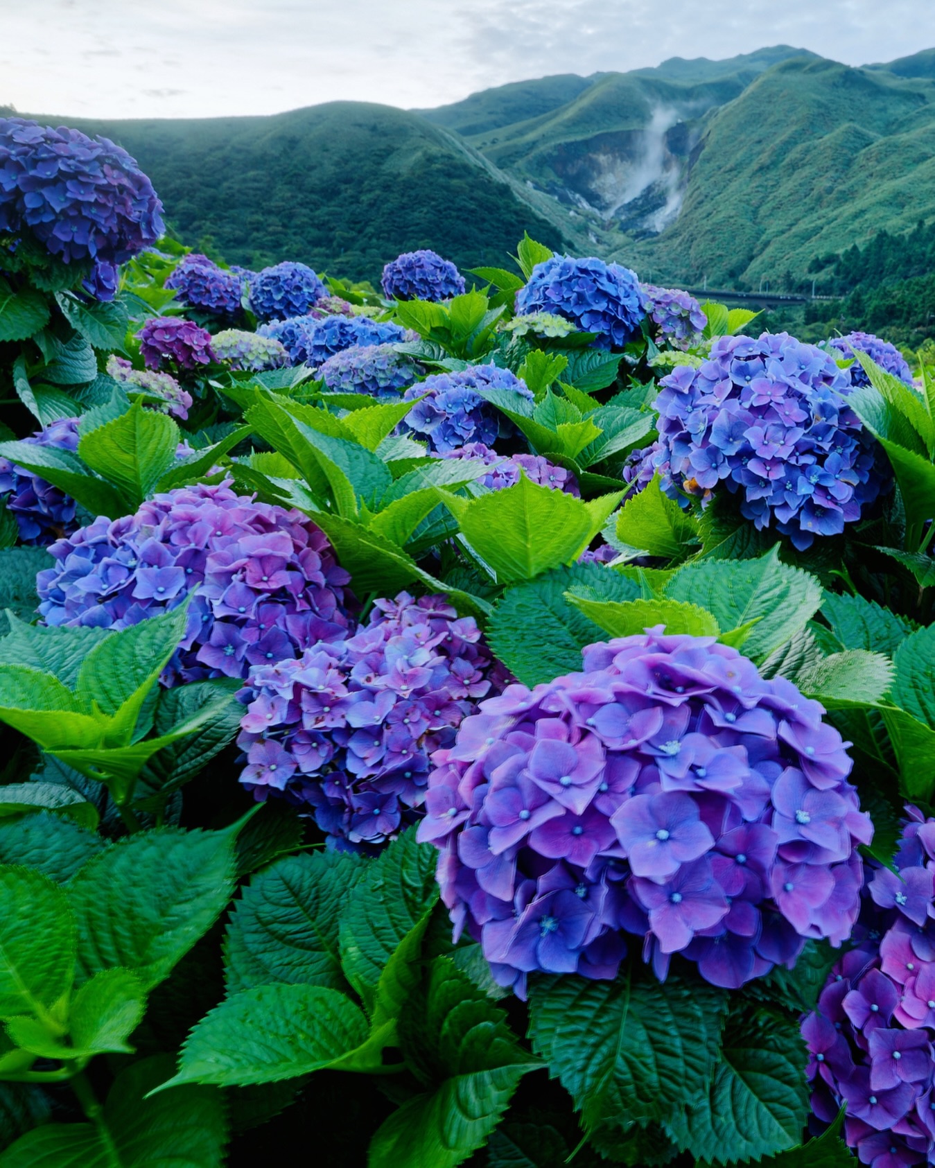 🌸 Wusstest du, dass sich nur wenige Kilometer von Taipei entfernt jedes Jahr eine ganze Berglandschaft in ein Meer aus Hortensien verwandelt?  Von Mai bis Juni stehen die Hortensienfelder von Zhuzihu im Yangmingshan National Park in voller Blüte. Die Region war ursprünglich für ihren Kallaanbau bekannt und zählt heute zu den beliebtesten Ausflugszielen während der Hortensiensaison.  Zwischen farbenfrohen Blüten, grünen Berghängen und frischer Bergluft zeigt sich hier eine besonders ruhige und naturnahe Seite Taiwans – nur eine kurze Fahrt von der pulsierenden Hauptstadt entfernt.  ✨ Ein Ort, der jedes Jahr nur für wenige Wochen in diesen Farben erblüht.  📷 Shutterstock  #TaiwanUrlaub #Taiwan #Zhuzihu #Yangmingshan #HydrangeaSeason #VisitTaiwan #DiscoverTaiwan #TravelTaiwan#FlowerSeason #ExploreTaiwan