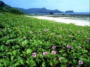 Strand von Green Island