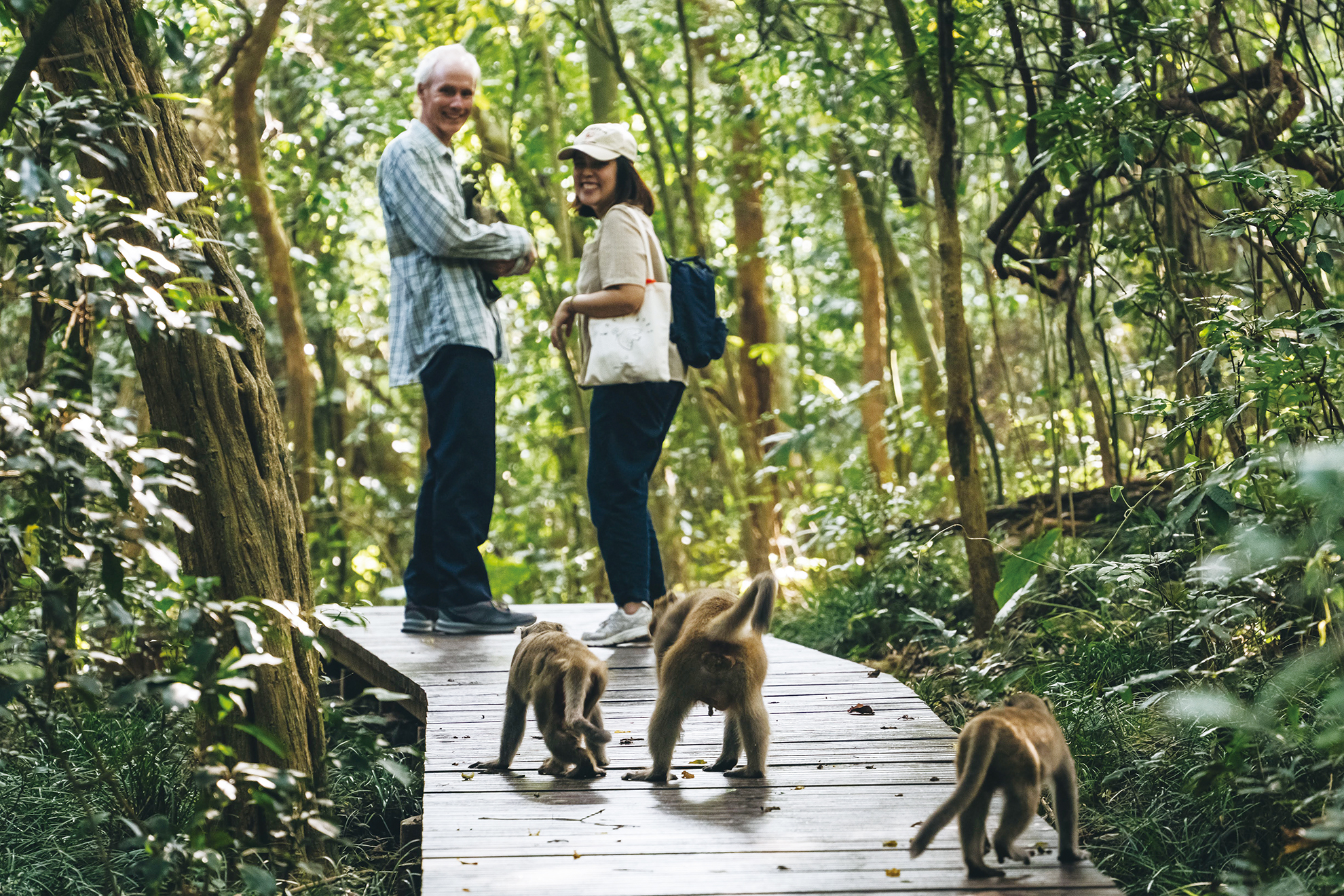 Drei Formosa-Makaken folgen Besucher auf dem "Affenberg" (Shoushan) in Kaohsiung, Taiwan.