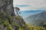 Blick auf Wuling Quadruple Mountains Trail, ein Mann steht ein einem Baum und schaut in die Berglandschaft Taiwans im Shei-pa-Nationalpark hinein