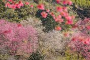 Kirschblütenpracht im Shei-Pa-Nationalpark in Taiwan